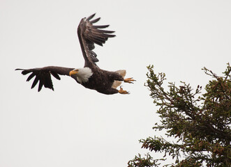 American bald eagle, Alaska USA