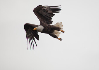 American bald eagle, Alaska USA
