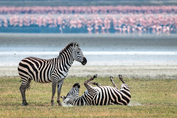 Naklejka premium Zebras in Ngorongoro Crater with Flamingos in Background