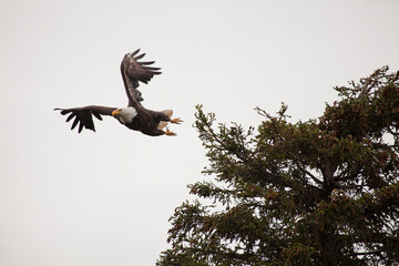 American bald eagle, Alaska USA