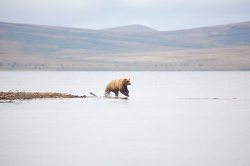 Naklejka premium Alaskan brown bear chasing after salmon in Katmai National Park, Alaska