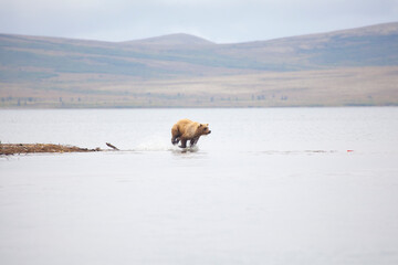 Alaskan brown bear chasing after salmon in Katmai National Park, Alaska