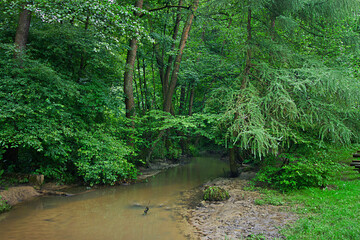 Obraz premium landscape with a stream in a green forest