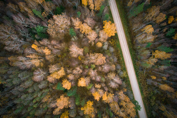 Aerial full frame view from drone of idyllic country road leading through gallant pine and birch forests in dark green colors in cloudy rainy weather 