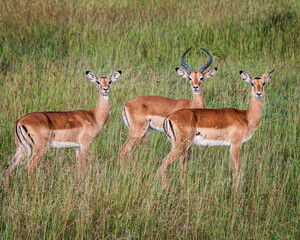 Male and Female Impalas in the Serengeti