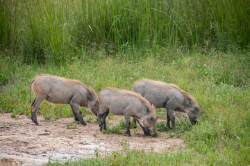 Warthog, African wild pig in savannah in Africa, in national park for animal preservation 