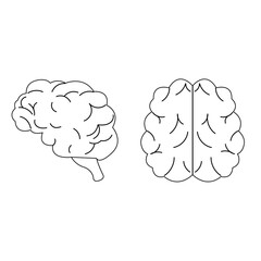 Side and top view of the outline brain in flat style
