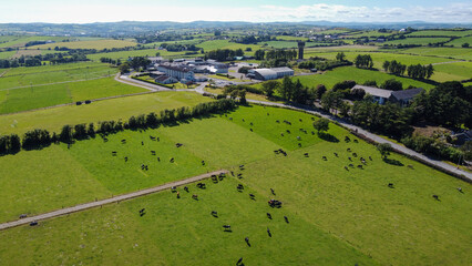 A cows on a farmer's field on a clear summer day, top view. Buildings among agricultural fields in...