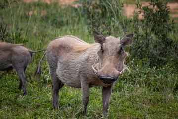 Naklejka na ściany i meble Warthog, African wild pig in savannah in Africa, in national park for animal preservation 