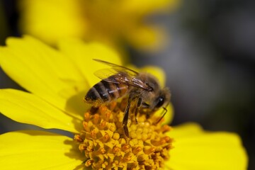bee on yellow flower