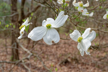 Dogwood tree blossoms closeup