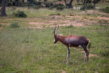 The blesbok or blesbuck (Damaliscus pygargus phillipsi) is a subspecies of the bontebok antelope endemic to Southern African counties, picture taken in savannah, in Imire national park, Zimbabwe