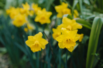 Beautiful flowers of yellow daffodil (narcissus) in a garden.