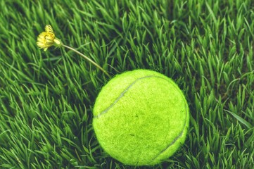 A yellow tennis ball lies on the green grass next to a dandelion. View from above. The image looks like a sports tennis bomb.