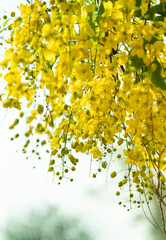 2023 Vishu kani konna flower © forclick