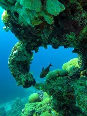 coral reef and fishes