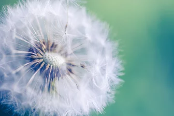 Wandaufkleber Fresh spring white dandelion flower with seeds in springtime in blue turquoise abstract backgrounds. Artistic nature closeup, bright sunny blurred foliage lush. Relaxing tranquil macro, natural plant © icemanphotos