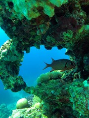 coral reef and fish