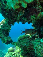 coral reef and fish