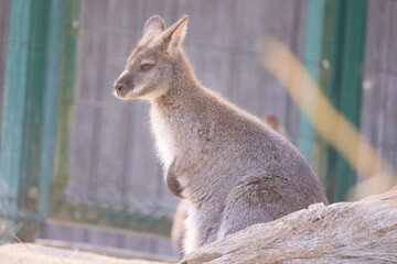 A young kangaroo stands against the background of the fence