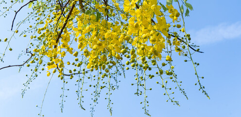 Cassia flower panorama image