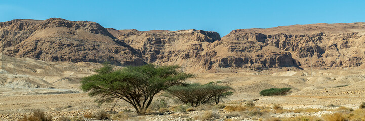 Panorama of Acacia tortilis tree in the beautiful Judean Desert in southern Israel 
