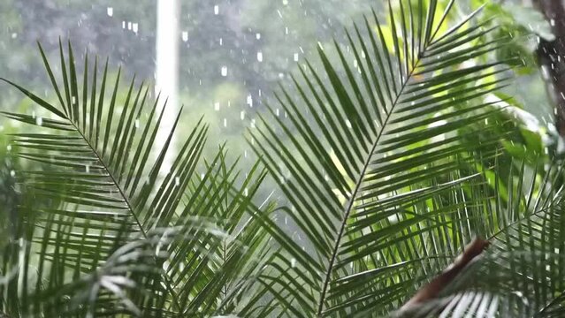 resh green leaves with water drops over the water , relaxation with water ripple drops concept , filmed on cinema slow motion camera