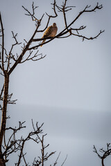 Streptopelia decaocto pertenece a la familia Columbidae.