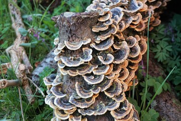 Pilze auf Baumstamm im garten bei Sonne am Morgen im Frühling
