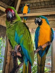 Parrots in a Local Zoo