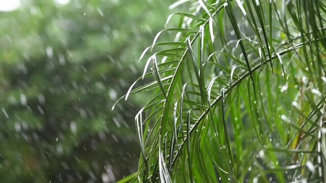 resh green leaves with water drops over the water , relaxation with water ripple drops concept , filmed on cinema slow motion camera