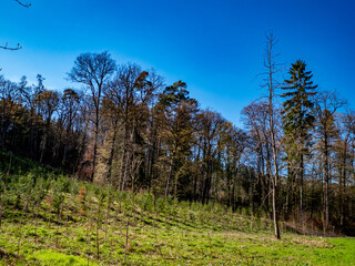 Wiederaufforstung nach Abholzung im Mischwald