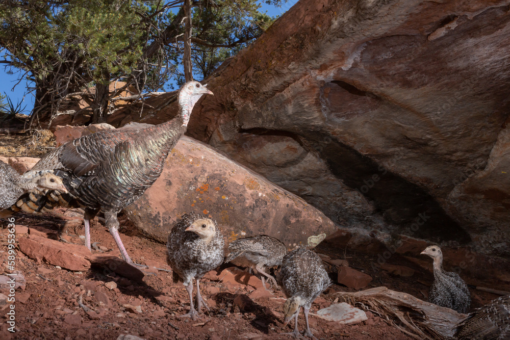 Wall mural a family of wild turkeys makes it's way down a gentle slope in front of an overhanging ridge of red 