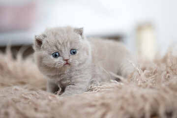 Edle Britisch Kurzhaar Katzen - imposant und selten 