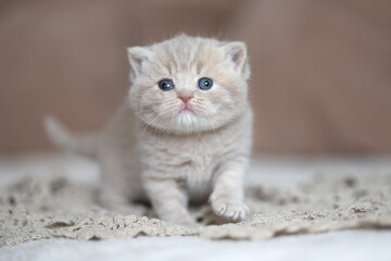 Fototapeta na wymiar Edle Britisch Kurzhaar Katzen - imposant und selten 