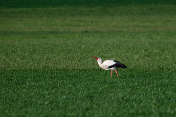 Cigogne dans une prairie