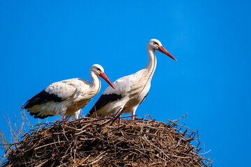 Couple de cigognes dans un nid