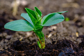 Plant de fèves