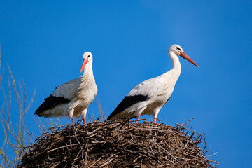 Couple de cigognes dans un nid