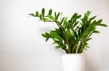 Houseplant Zamioculcas on white flowerpot, this plant also known as Zanzibar gem. Suitable for...
