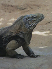 iguana on a rock