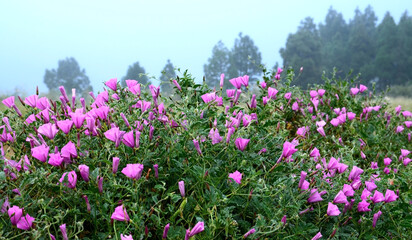 Obraz premium Beautiful pink Morning glory or Convolvulus althaeoides flowers growing wild inTenerife,Canary Islands,Spain.Nature background for design with copy space.Selective focus.