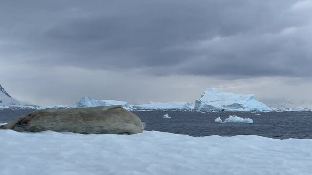 Weddell Seal on the iceberg in Antarctica