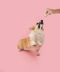 Portrait welsh corgi pembroke dog learning a trick. obedience concept. Isolated on pink pastel...