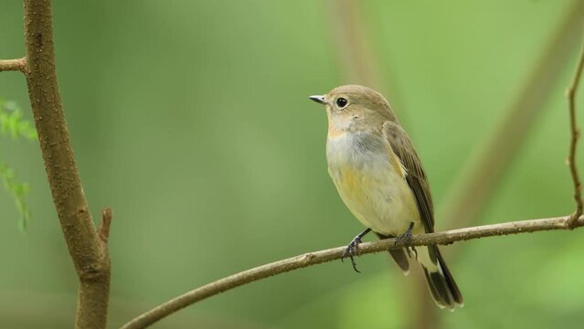 Red-throated Flycatcher on branch  , Bird watching in forest