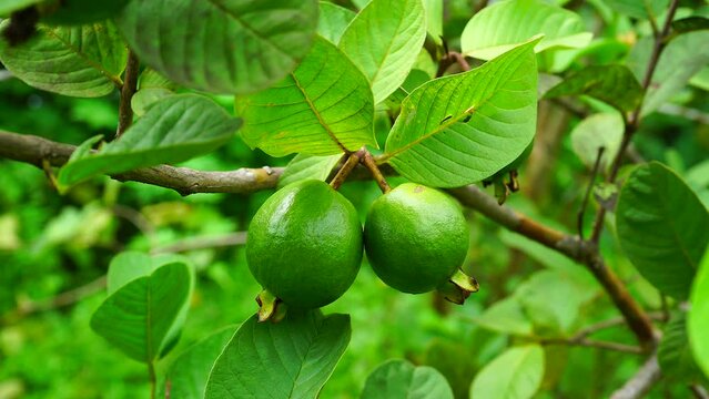 Green guava fruits grow on a tree