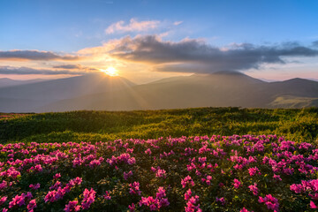 Sunrise. Rhododendron flowers blooming on the lawn. Spring morning. Wallpaper background. Panoramic view. Mountain landscape.