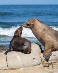 Mother and baby Sea Lion at La Jolla Cove, CA