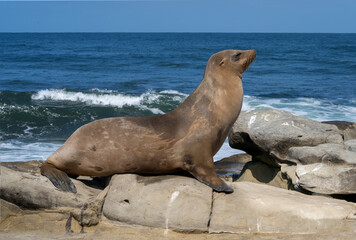 Obraz premium Mother Sea Lion at La Jolla Cove, CA