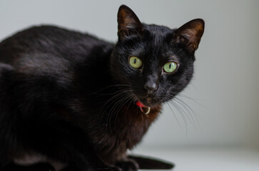 portrait of a black cat using a red collar looking at camera